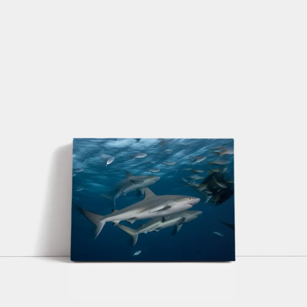 Sharks Swimming Together in Deep Blue Ocean – Wall Art