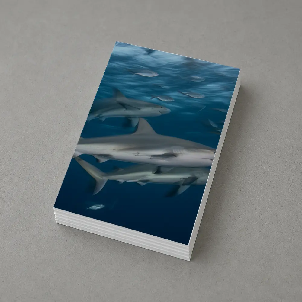 Sharks Swimming Together in Deep Blue Ocean – Postcards