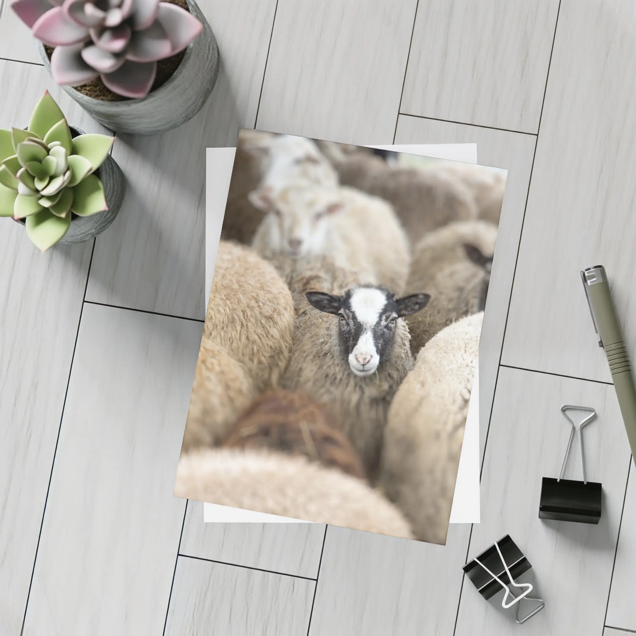 Black Faced Sheep Standing Among Flock – Postcards