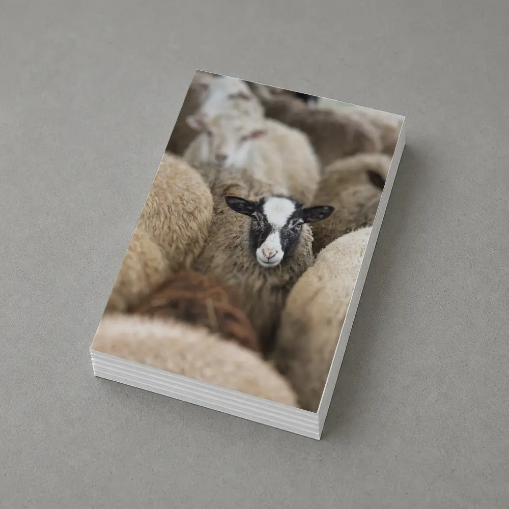Black Faced Sheep Standing Among Flock – Postcards
