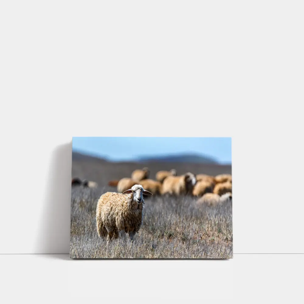 Woolly Sheep Standing in Dry Grassland Field – Wall Art