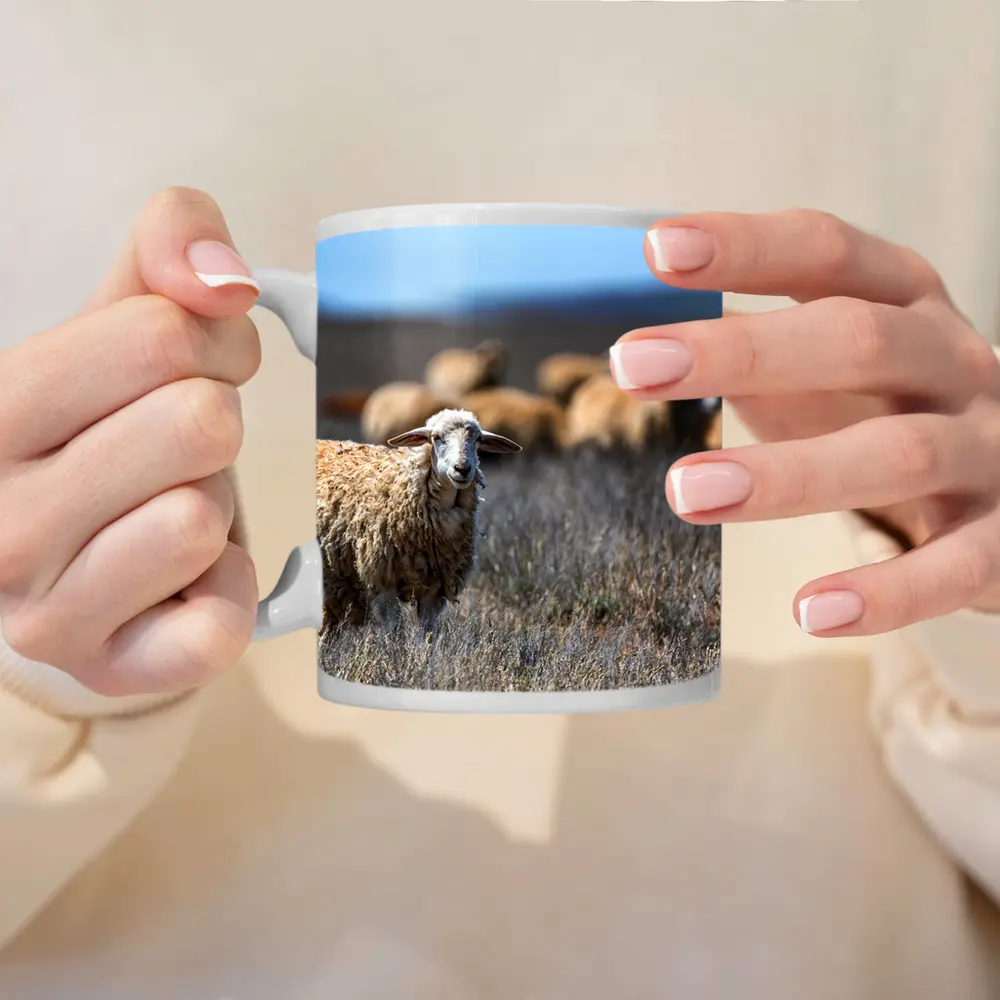 Woolly Sheep Standing in Dry Grassland Field – Mugs