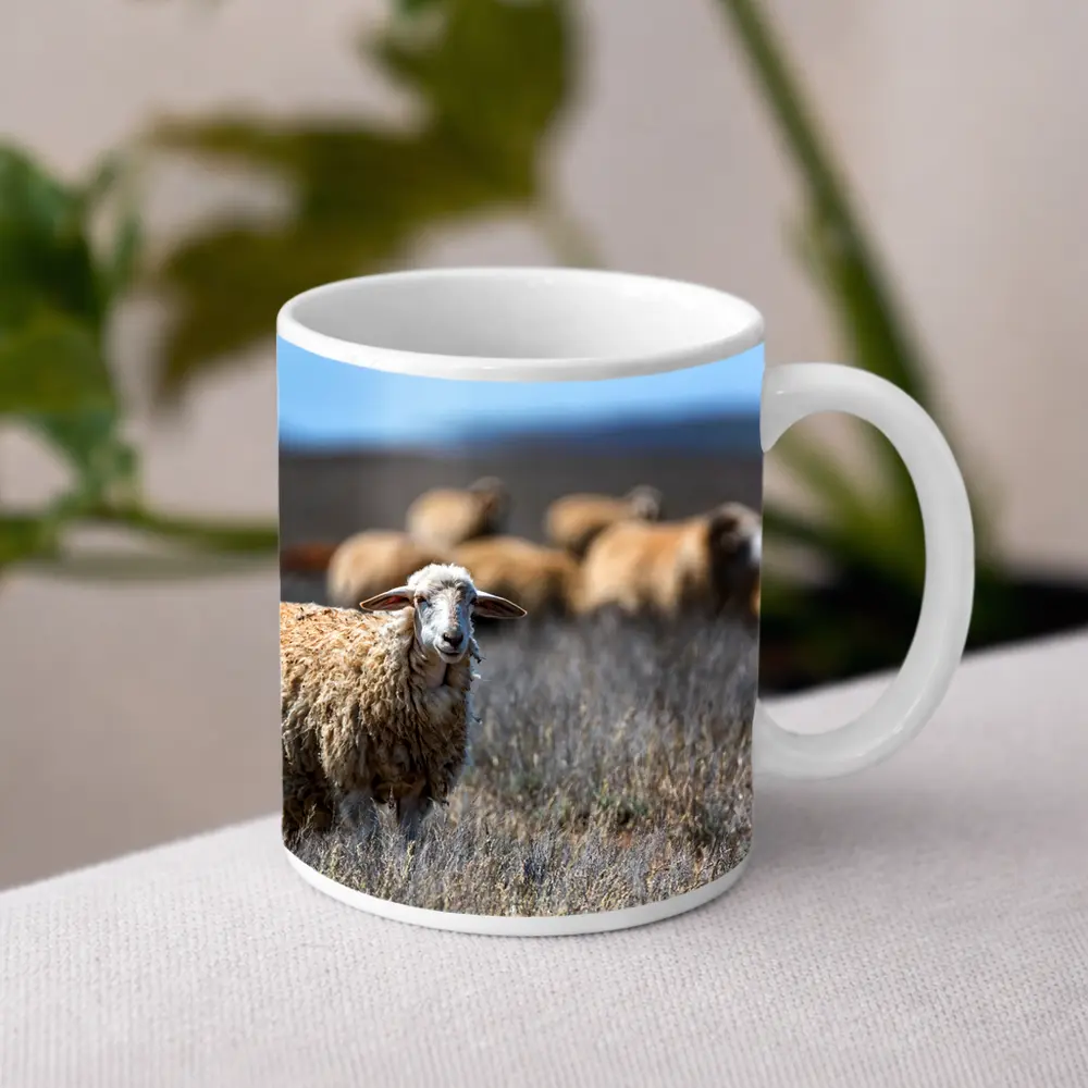 Woolly Sheep Standing in Dry Grassland Field – Mugs