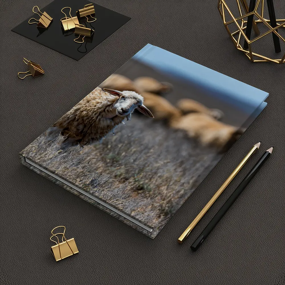 Woolly Sheep Standing in Dry Grassland Field – Notebooks