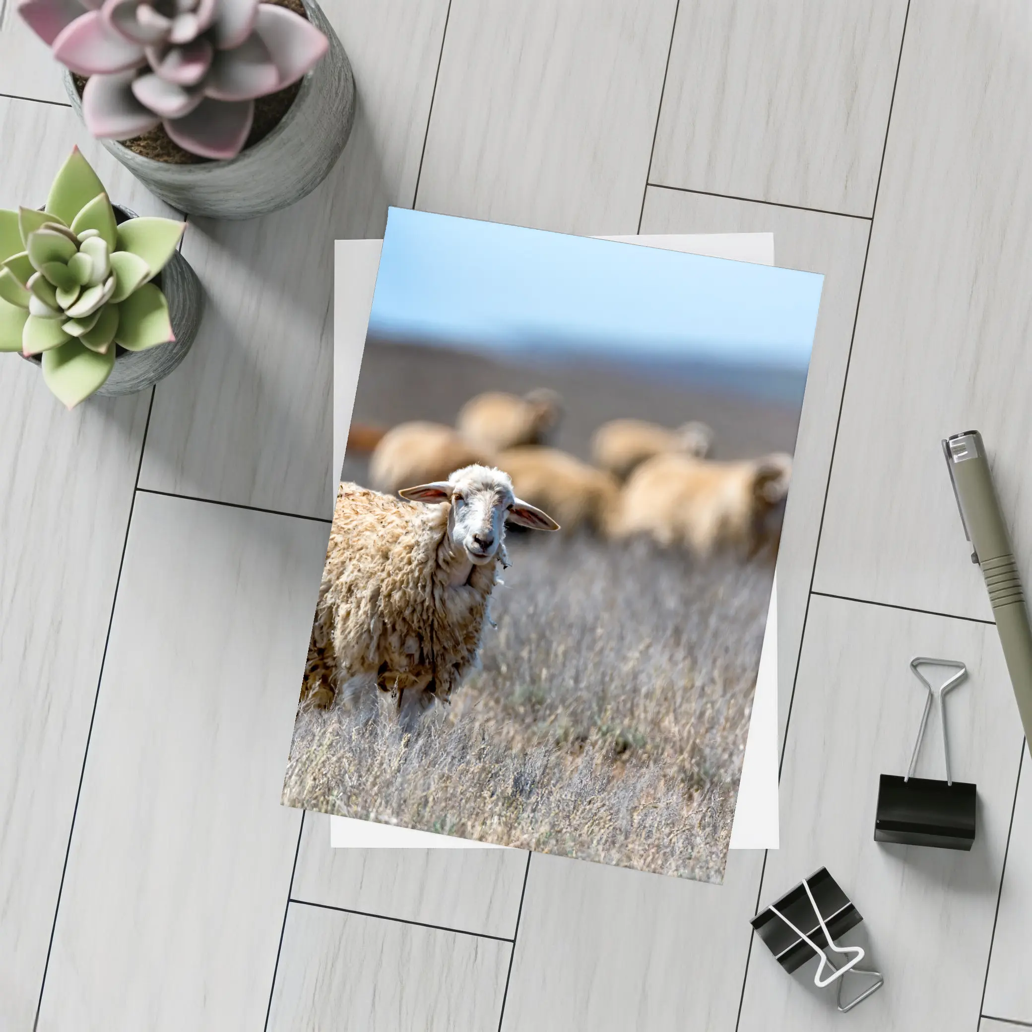 Woolly Sheep Standing in Dry Grassland Field – Postcards