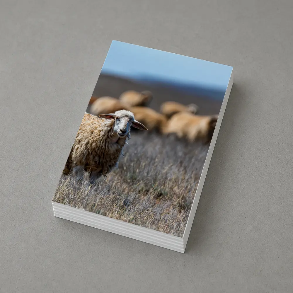 Woolly Sheep Standing in Dry Grassland Field – Postcards