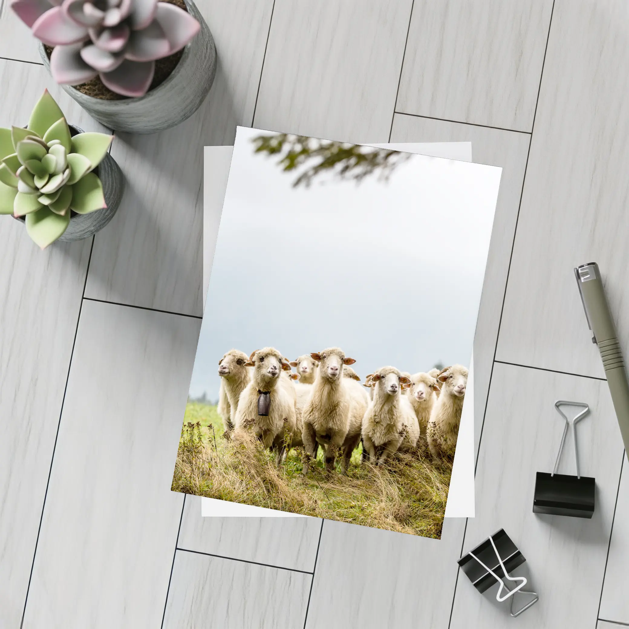 Flock of Sheep Standing in Green Field – Postcards
