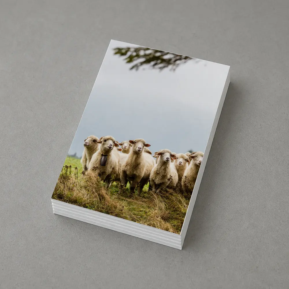 Flock of Sheep Standing in Green Field – Postcards