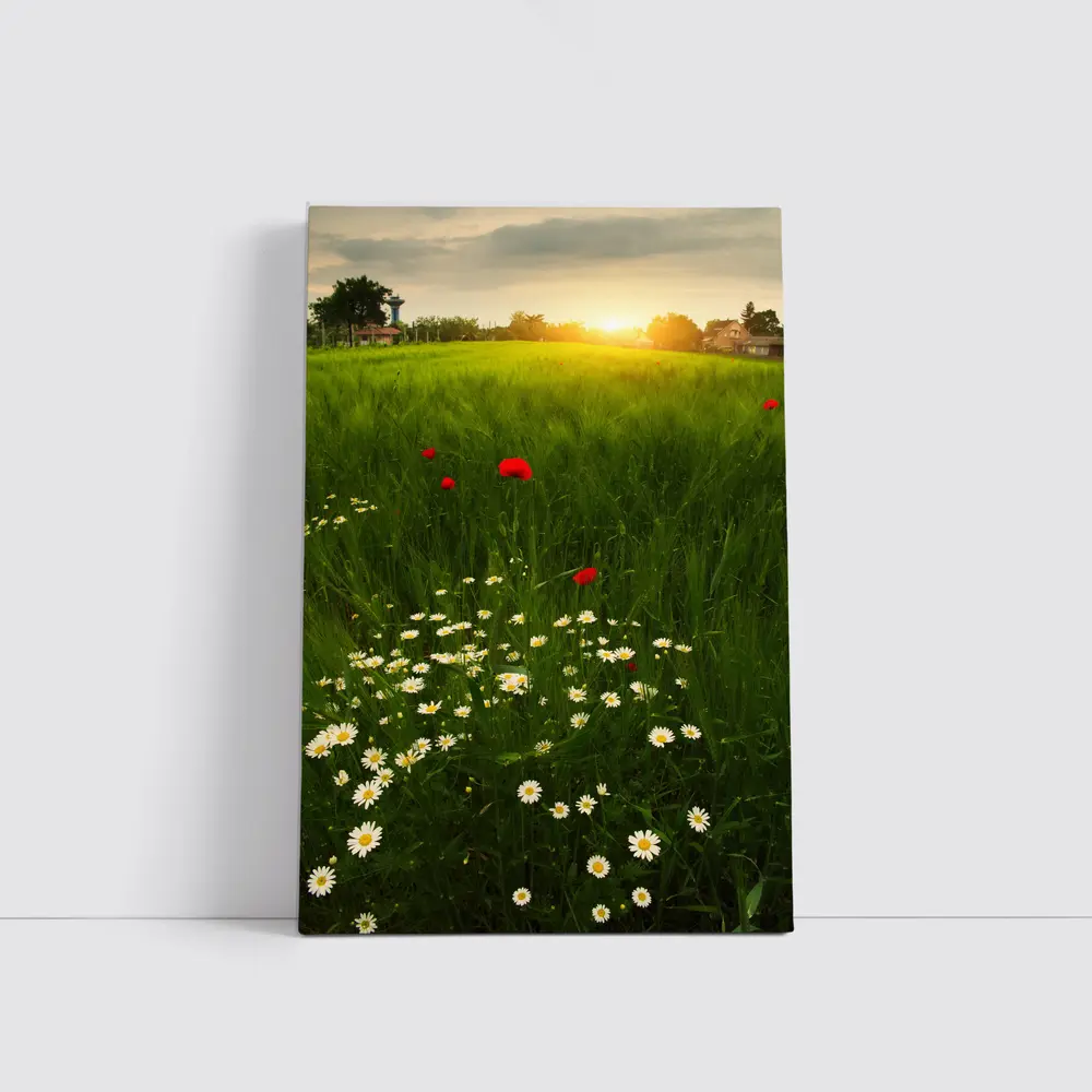 Daisy And Poppy Field Golden Sunset – Wall Art