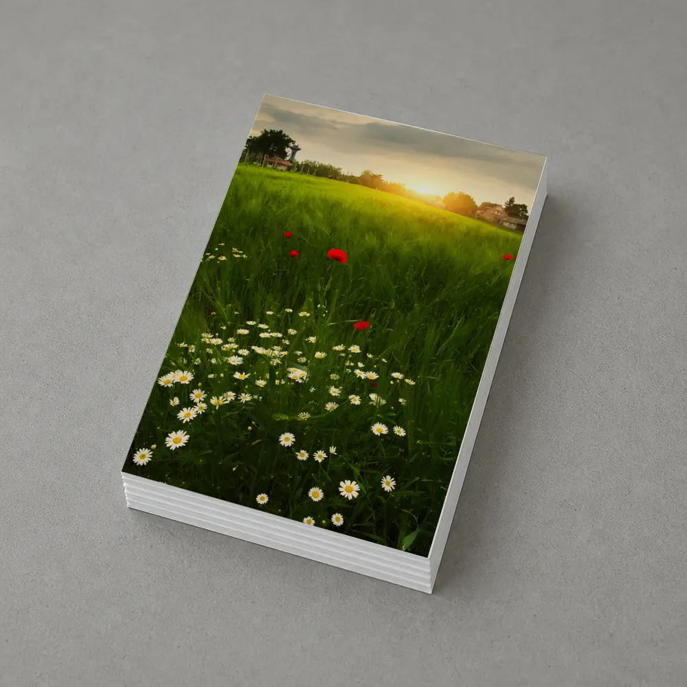 Daisy And Poppy Field Golden Sunset – Postcards