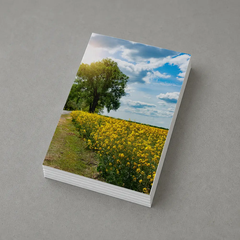 Yellow Rapeseed Field Road Large Tree – Postcards