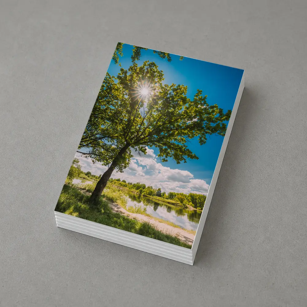 Oak Tree Sun Flare River Summer – Postcards