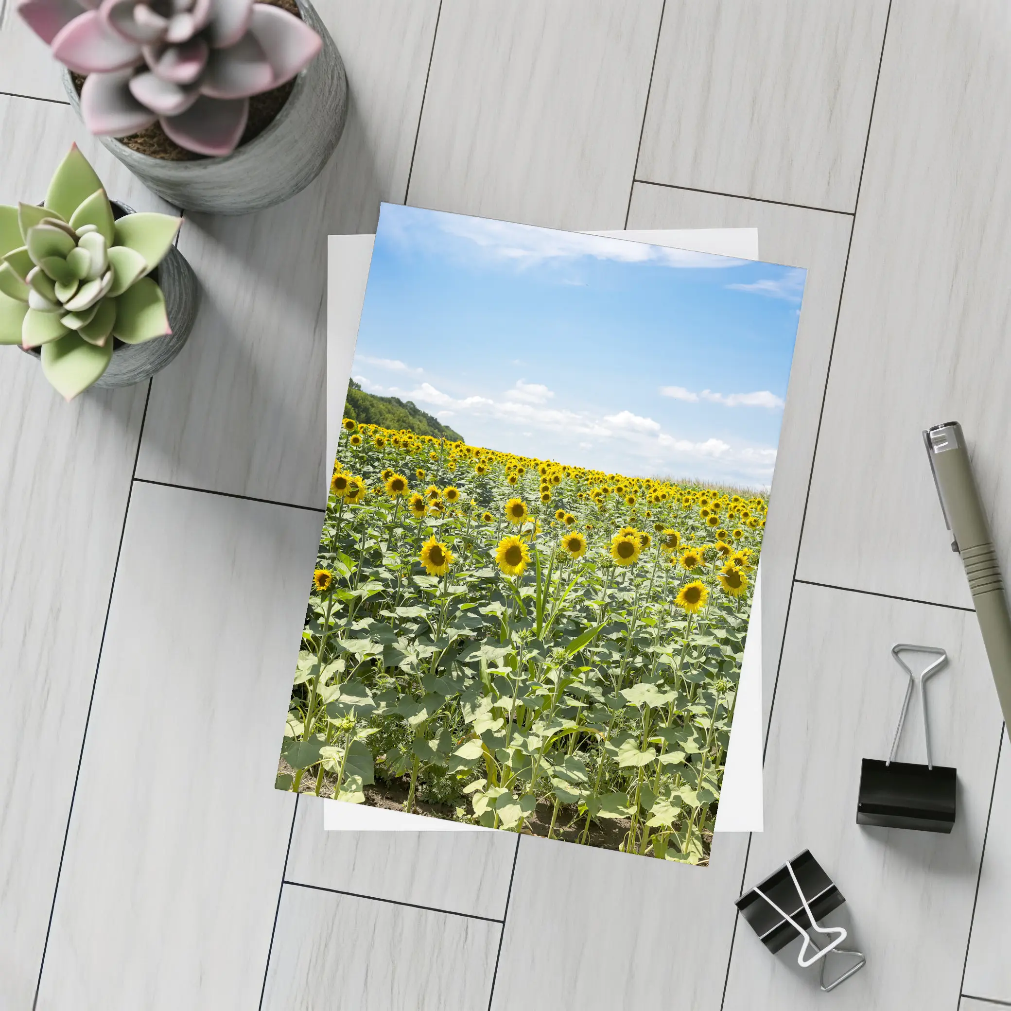 Sunflower Field Under Blue Summer Sky – Postcards