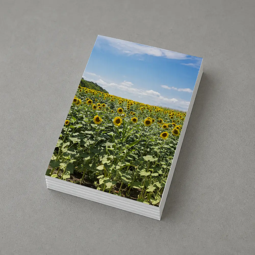 Sunflower Field Under Blue Summer Sky – Postcards