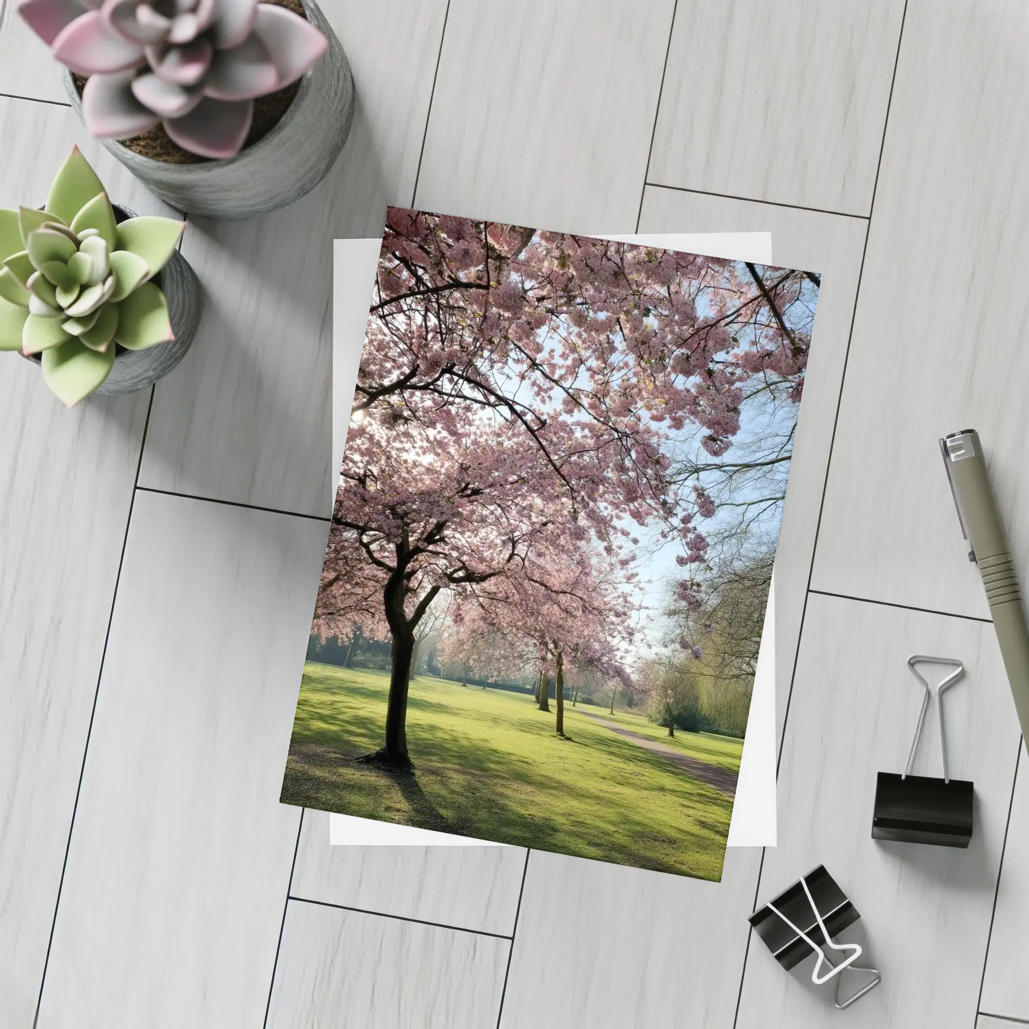 Cherry Blossom Trees in Sunny Park – Postcards
