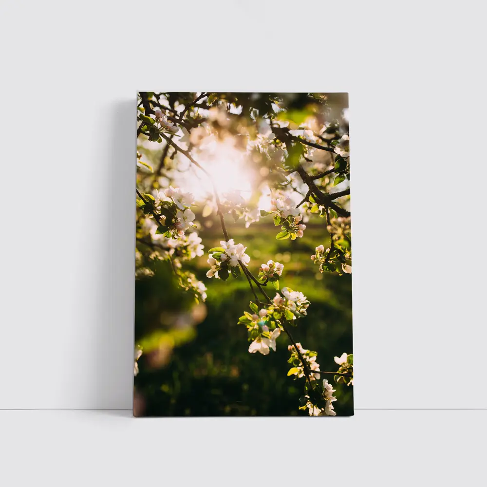 Apple Blossom Branches Sun Flare Spring – Wall Art