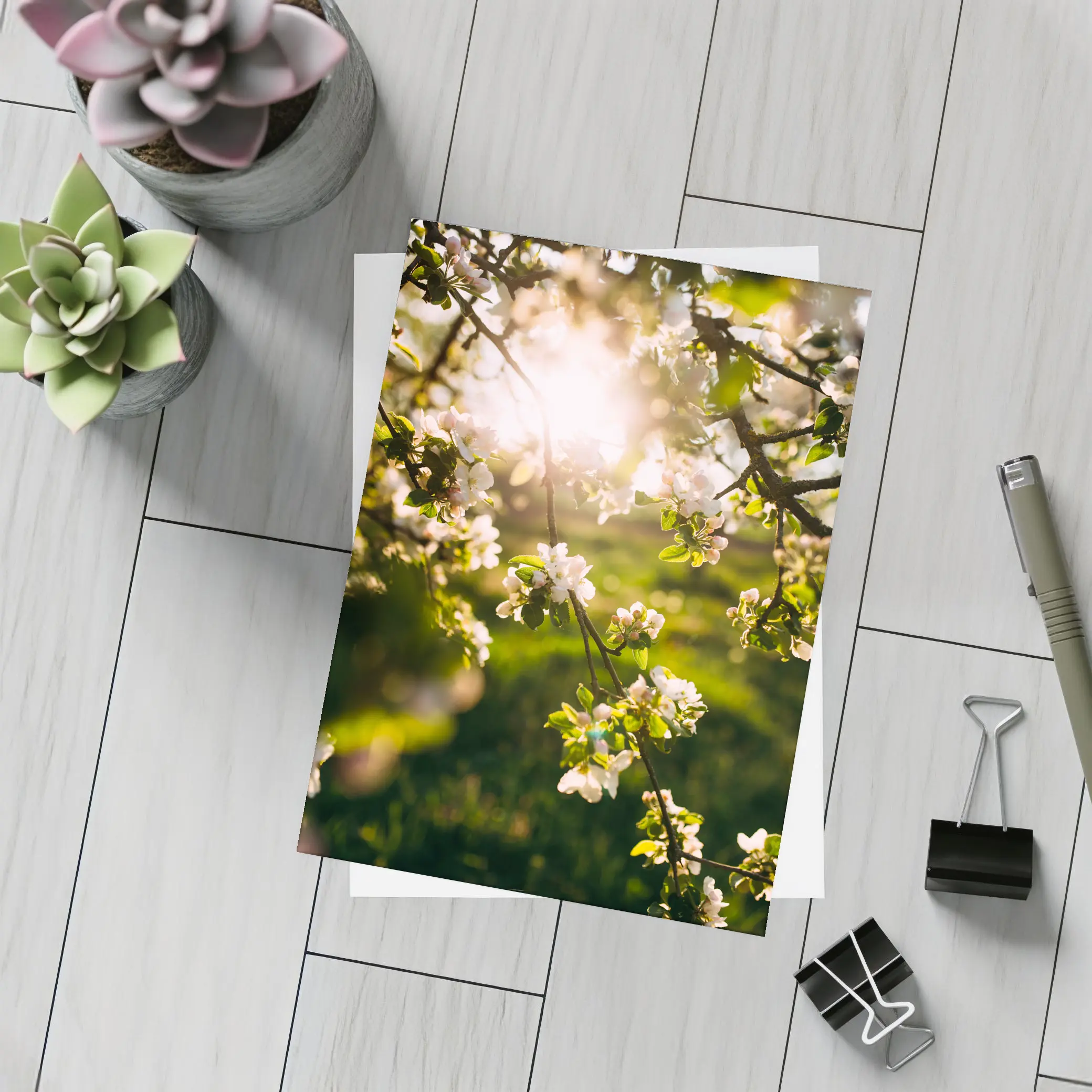 Apple Blossom Branches Sun Flare Spring – Postcards