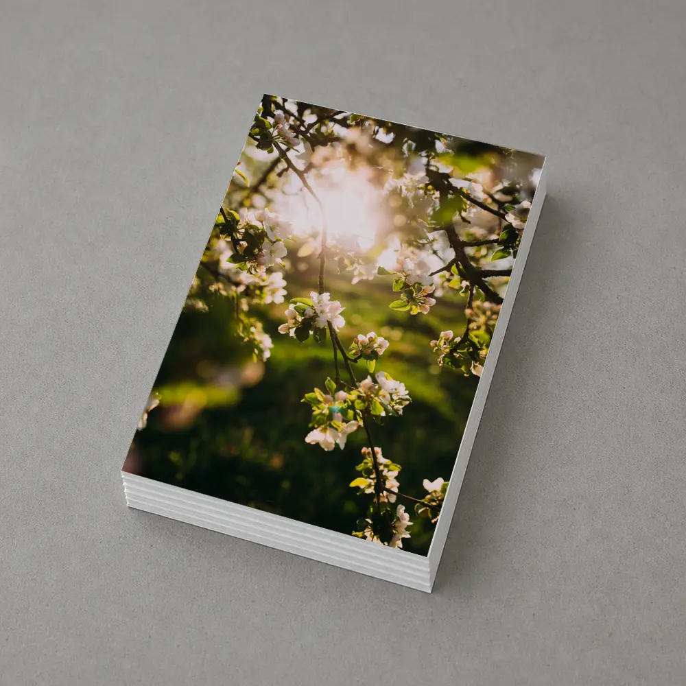 Apple Blossom Branches Sun Flare Spring – Postcards