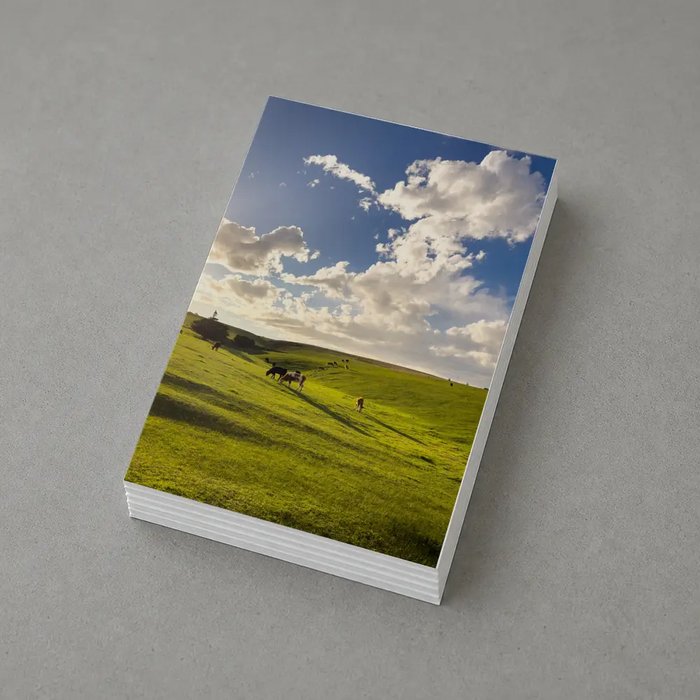 Cows Grazing Green Rolling Hills Sunny Sky – Postcards