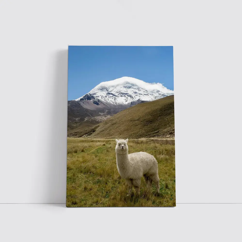 White Alpaca Snow Mountain Blue Sky – Wall Art