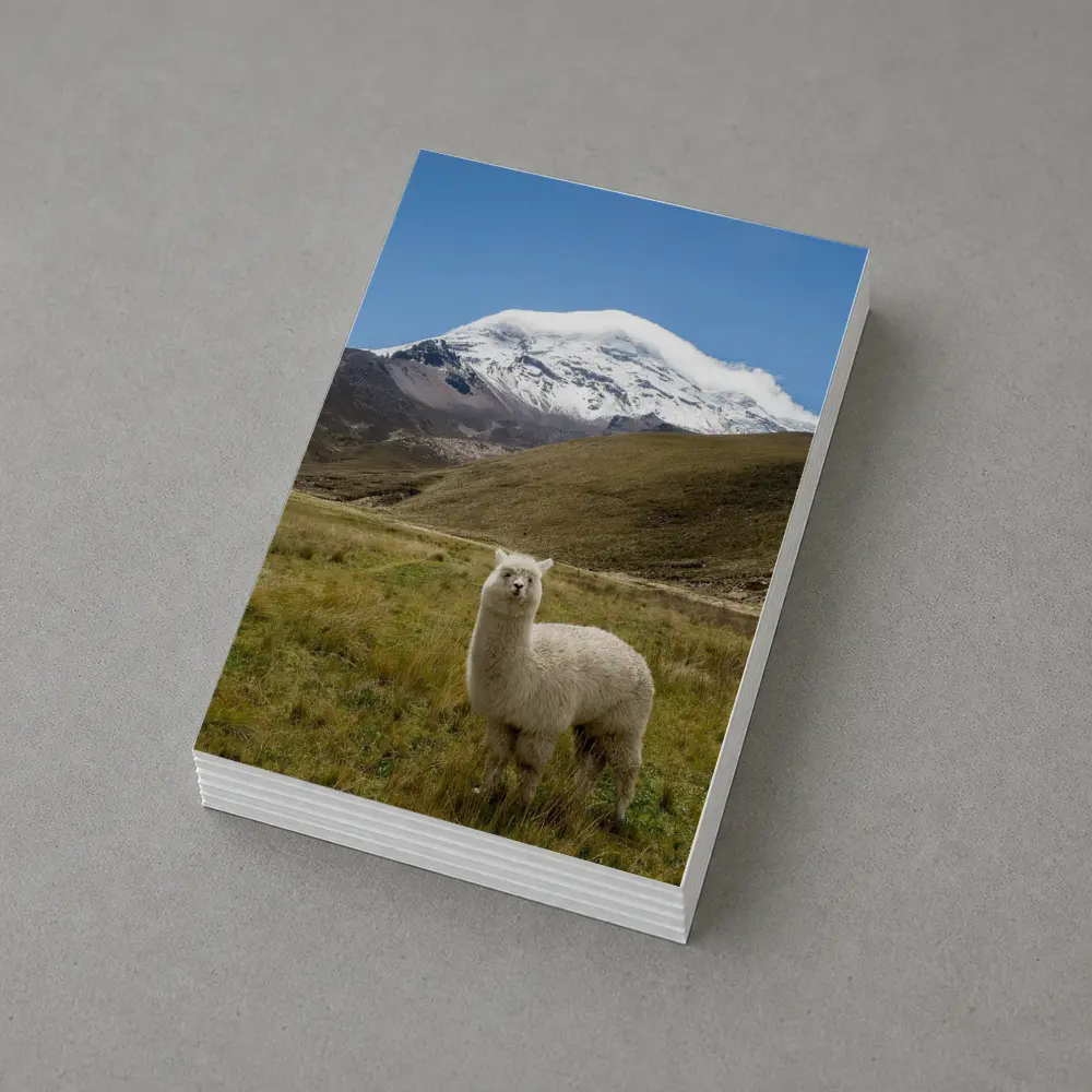 White Alpaca Snow Mountain Blue Sky – Postcards