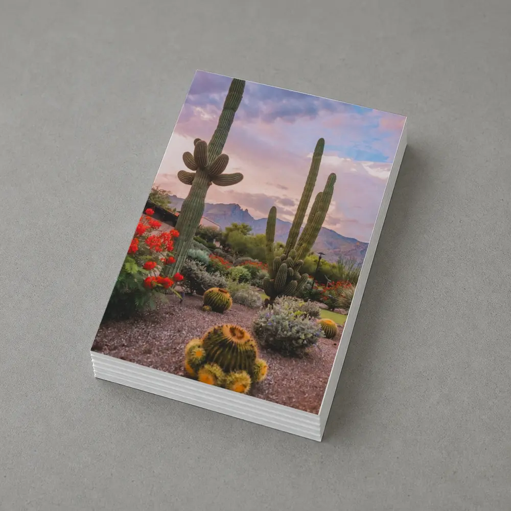 Saguaro Cactus Garden Sunset Mountain Desert – Postcards