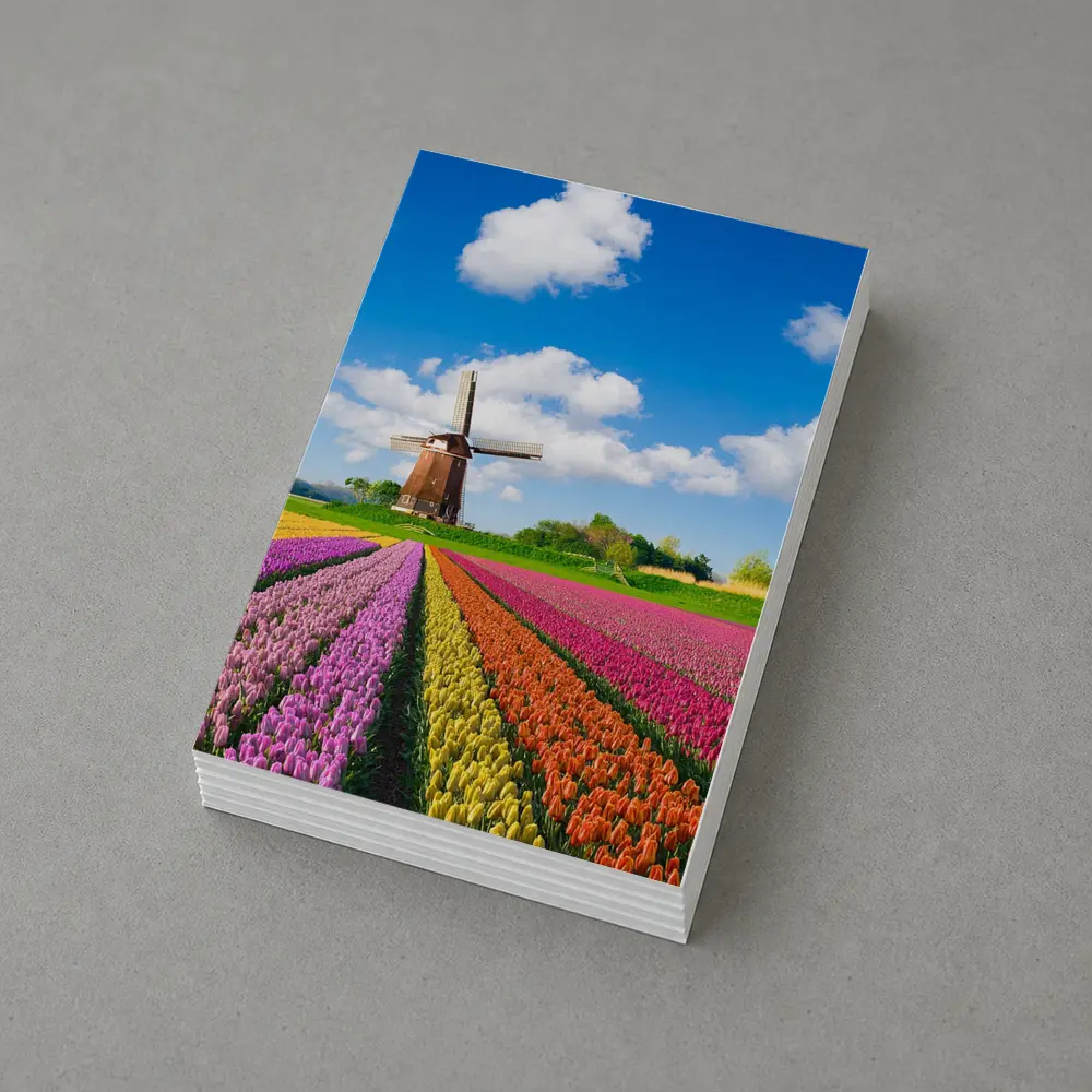 Dutch Tulip Field Windmill Blue Sky – Postcards