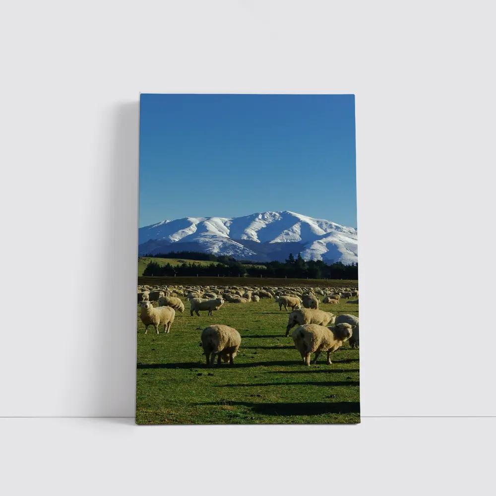 Sheep Flock Grazing Snow Capped Mountain – Wall Art