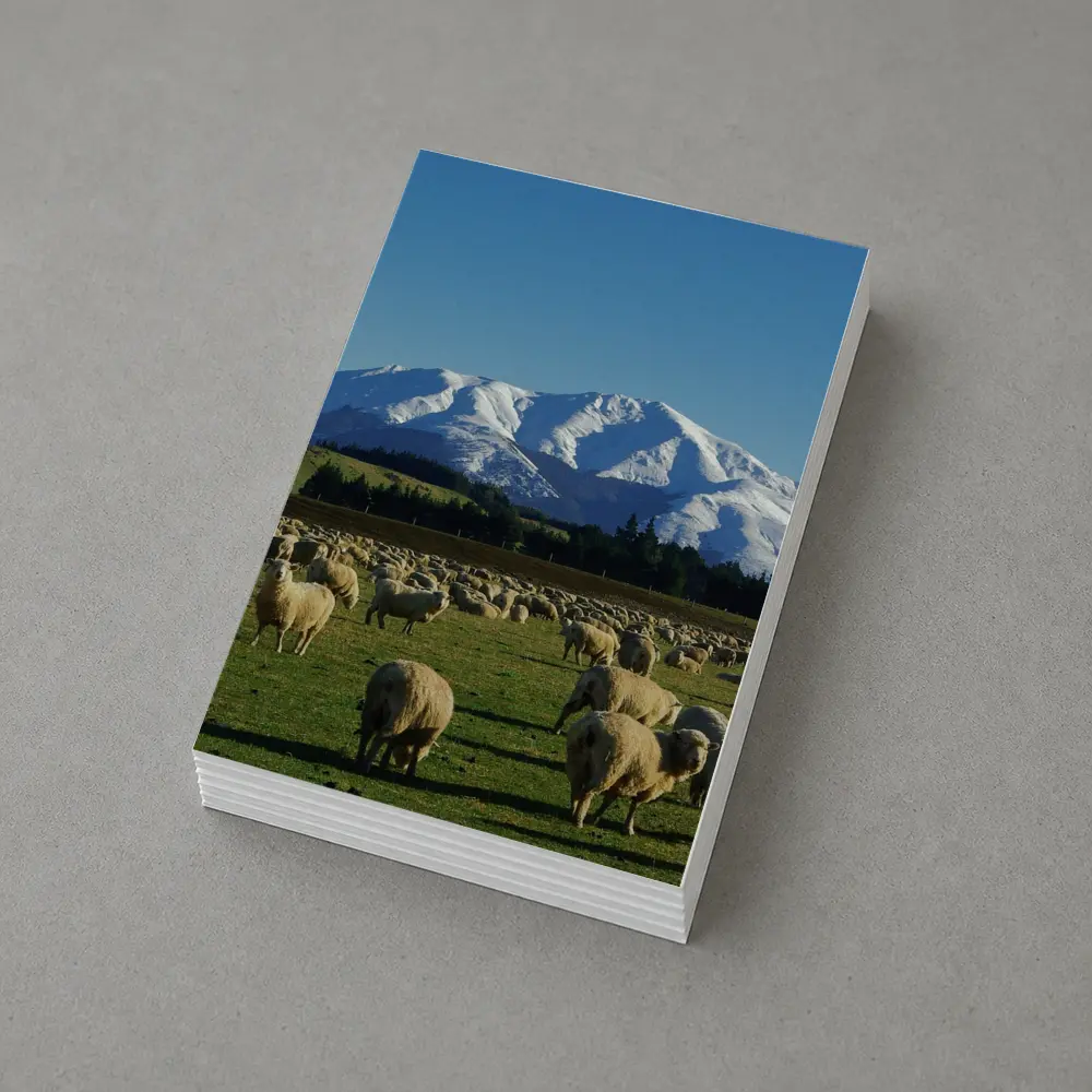 Sheep Flock Grazing Snow Capped Mountain – Postcards
