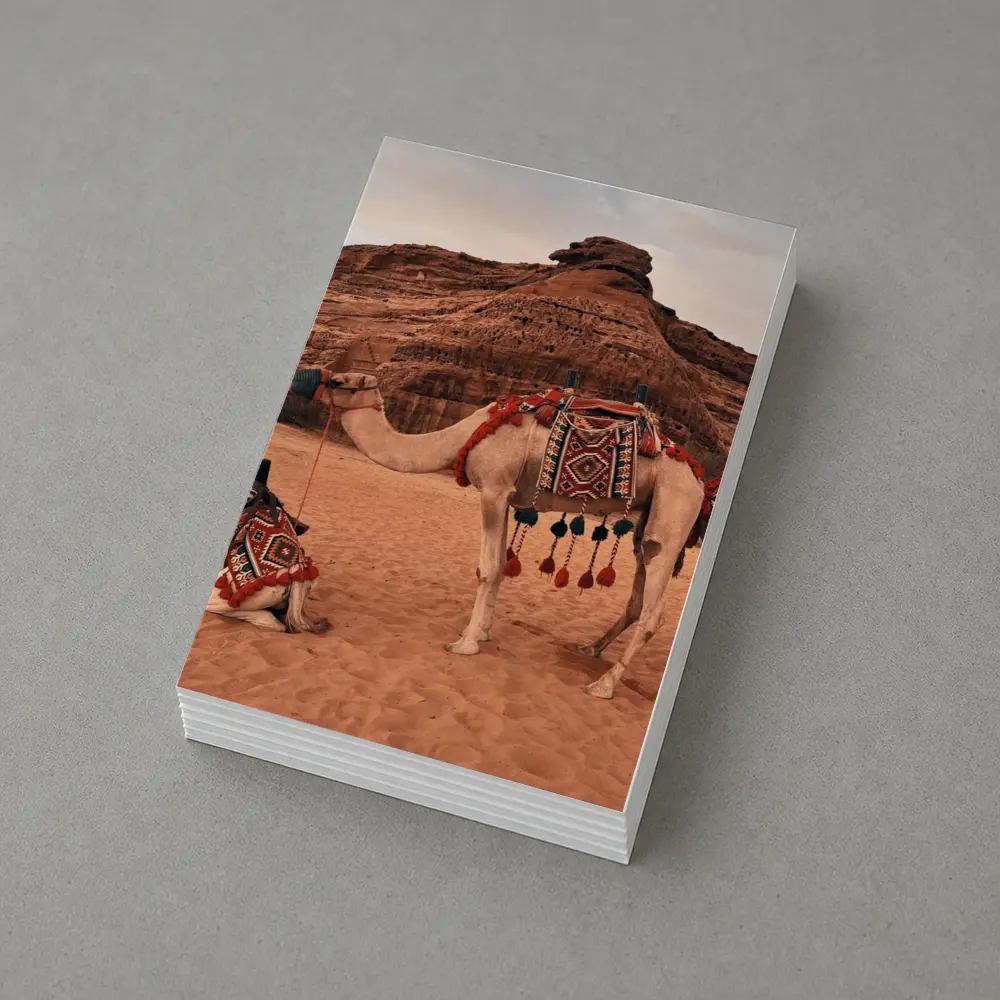 Decorated Camels Standing In Sandy Desert – Postcards