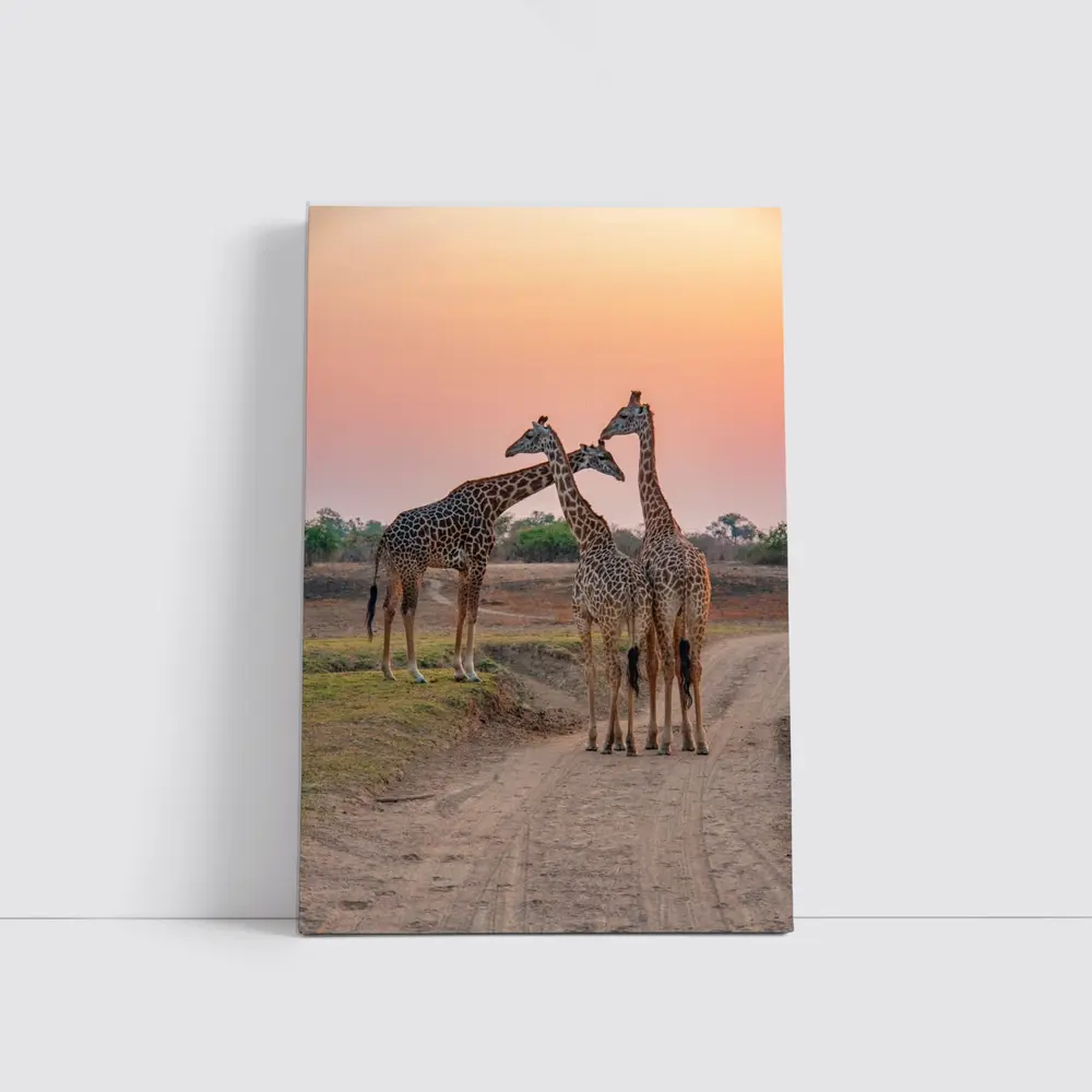 Three Giraffes on African Savanna Sunset – Wall Art