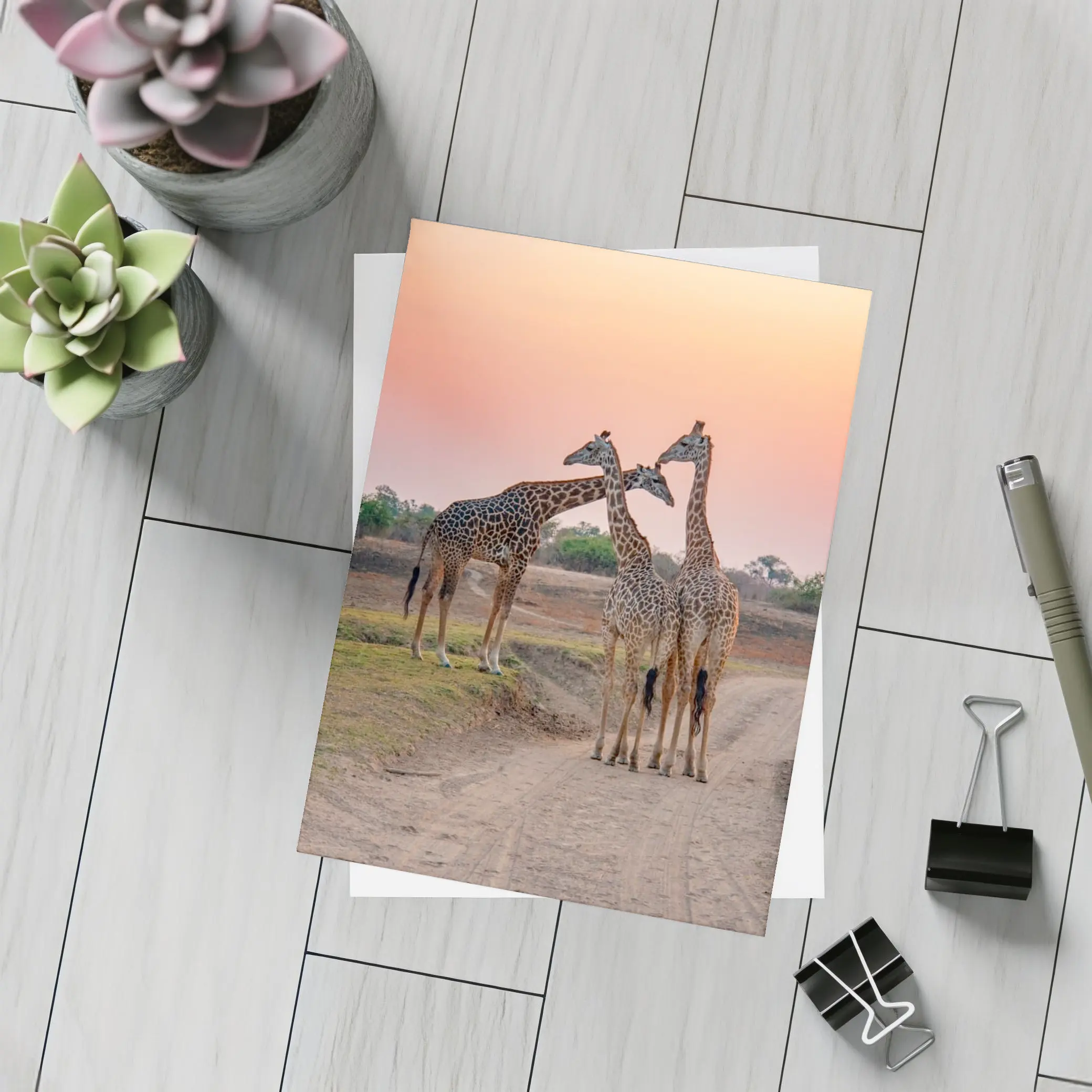 Three Giraffes on African Savanna Sunset – Postcards