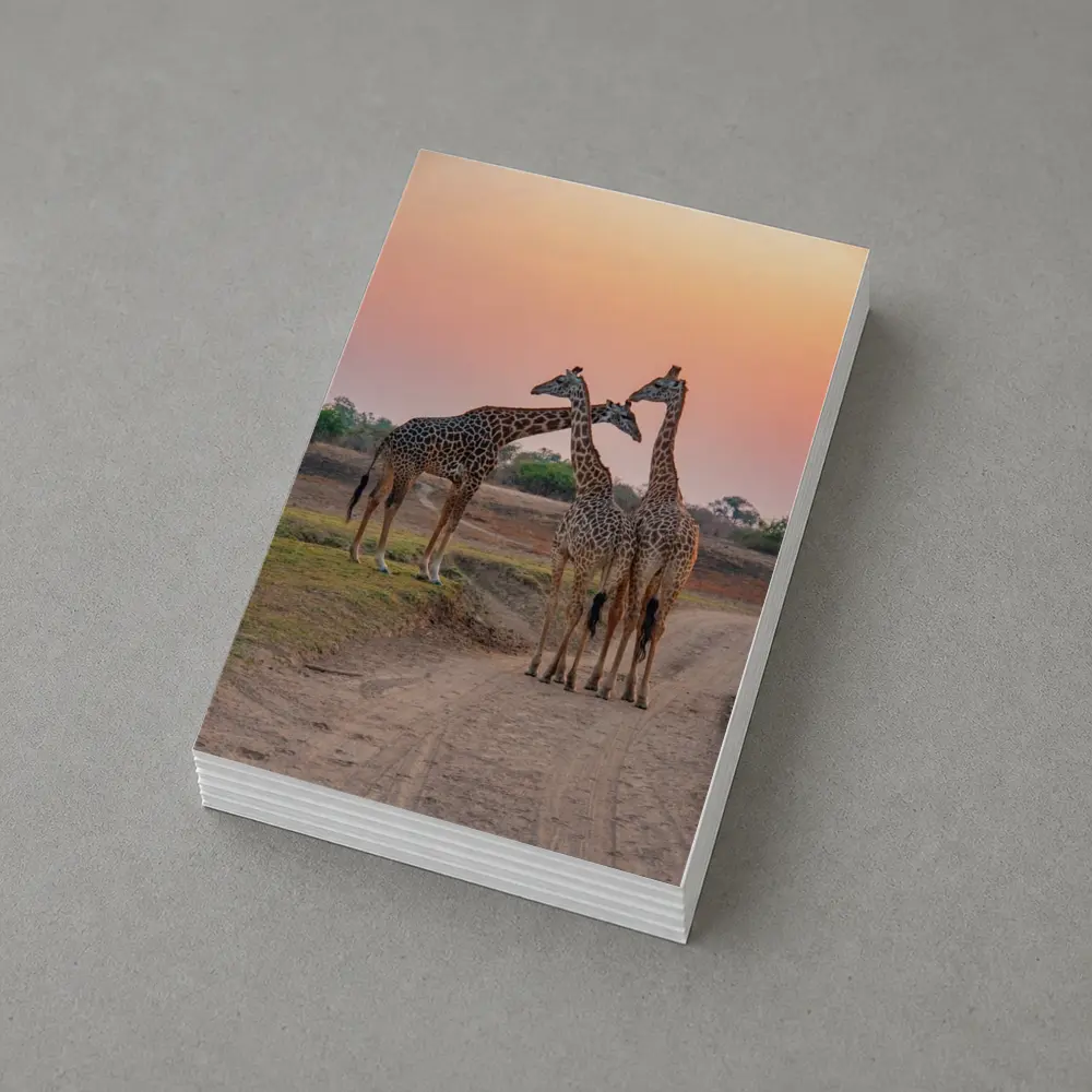 Three Giraffes on African Savanna Sunset – Postcards