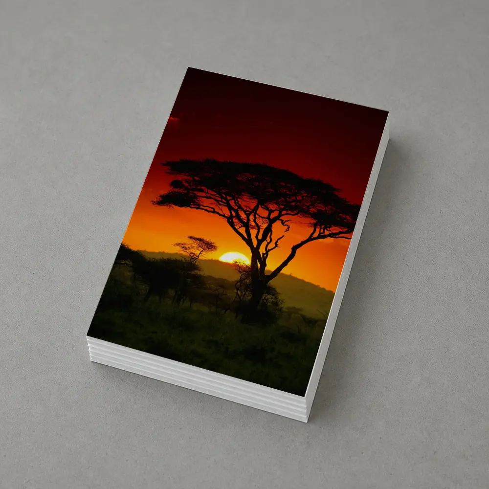 African Savanna Sunset Acacia Tree Silhouette – Postcards