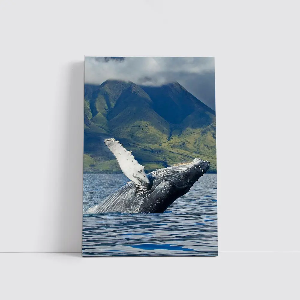 Humpback Whale Breaching Ocean Mountain Backdrop – Wall Art
