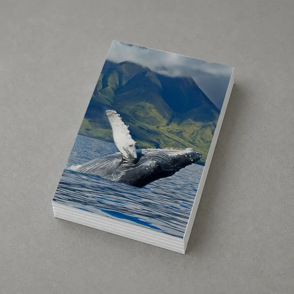 Humpback Whale Breaching Ocean Mountain Backdrop – Postcards