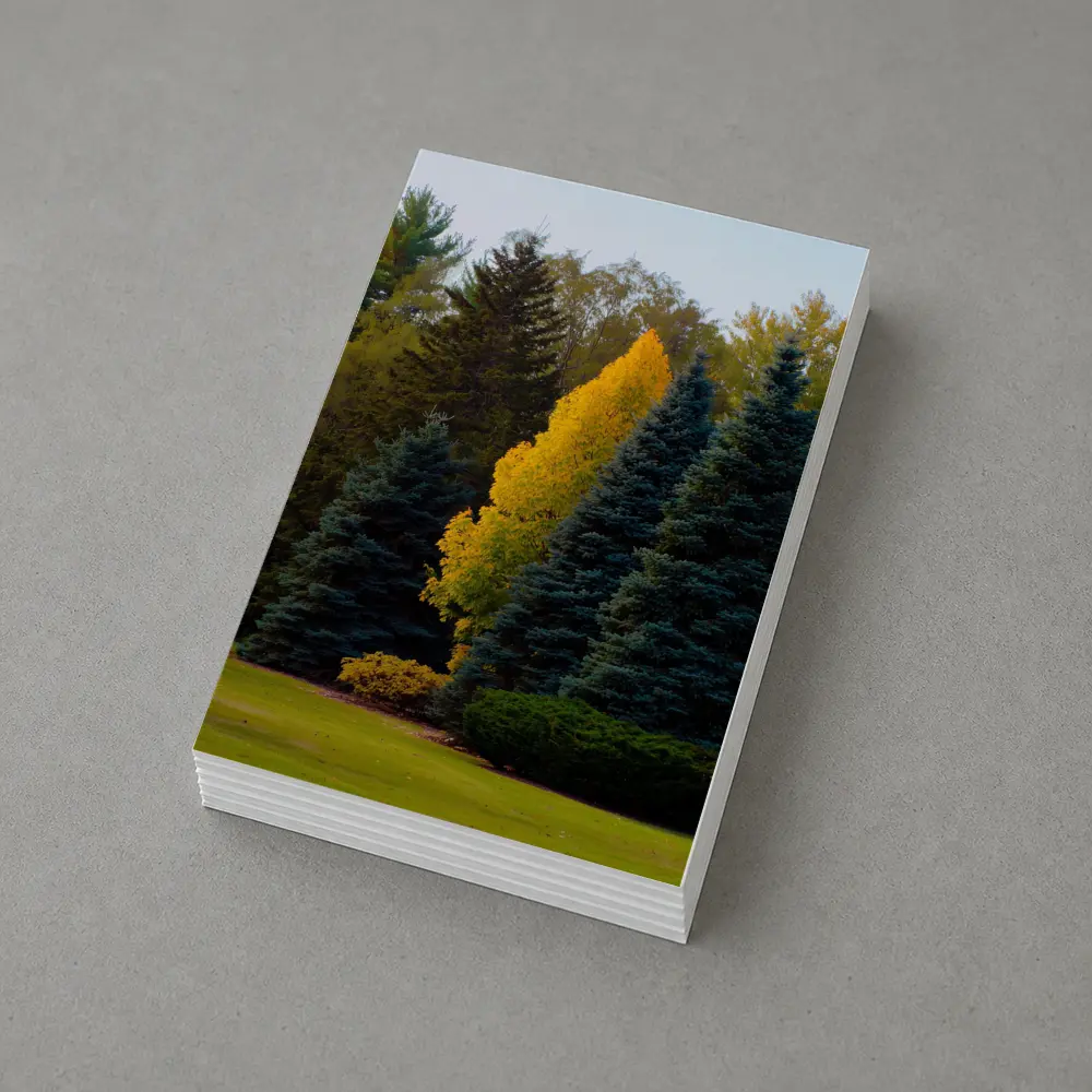 Yellow Autumn Tree Among Blue Spruce Forest – Postcards