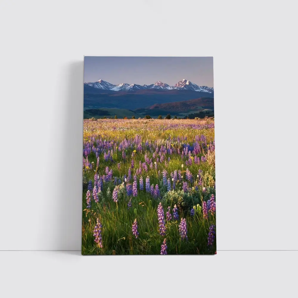 Lupine Wildflower Field Snow Capped Mountains – Wall Art