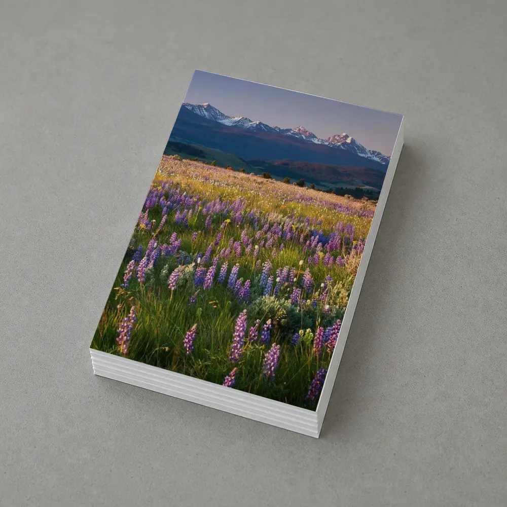 Lupine Wildflower Field Snow Capped Mountains – Postcards