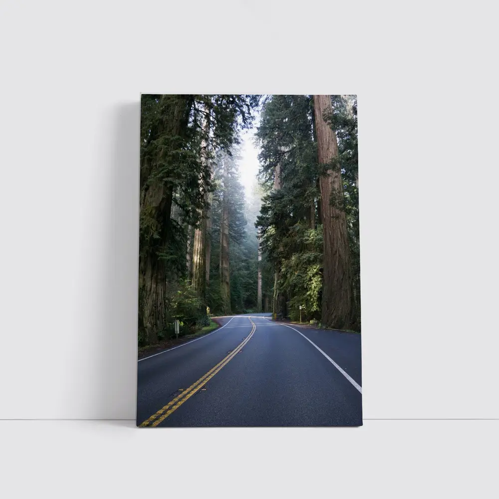 Misty Redwood Forest Road Tall Trees – Wall Art