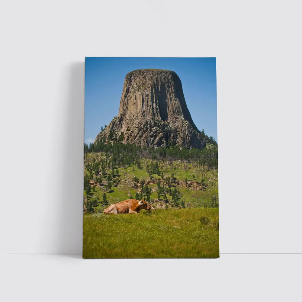Longhorn Bull Resting at Devils Tower Wyoming – Wall Art