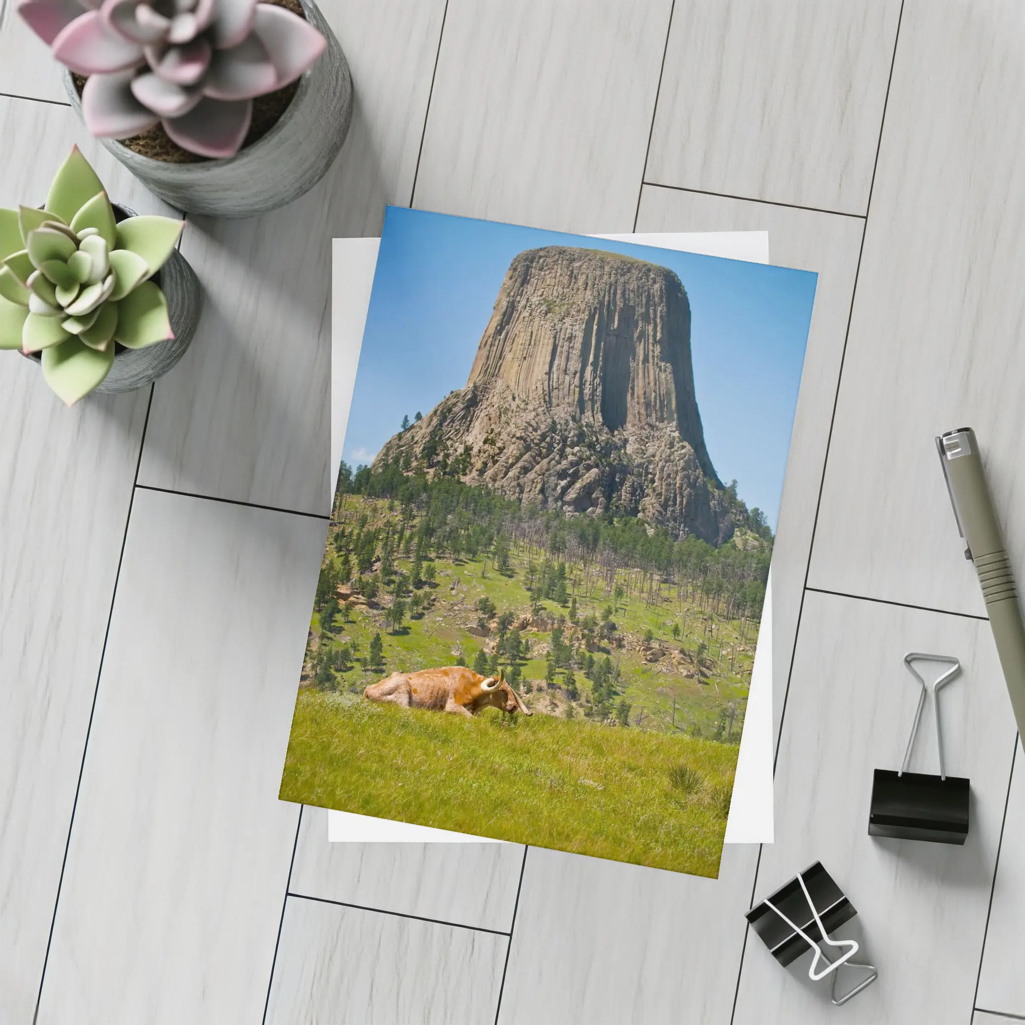 Longhorn Bull Resting at Devils Tower Wyoming – Postcards