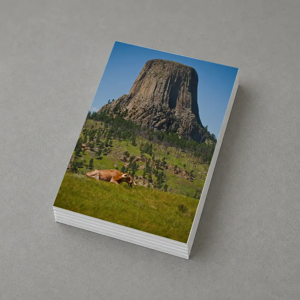 Longhorn Bull Resting at Devils Tower Wyoming – Postcards
