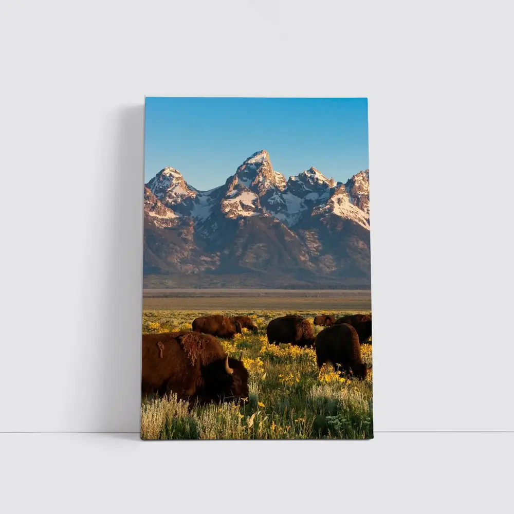 Bison Herd Grazing Grand Teton Mountains – Wall Art