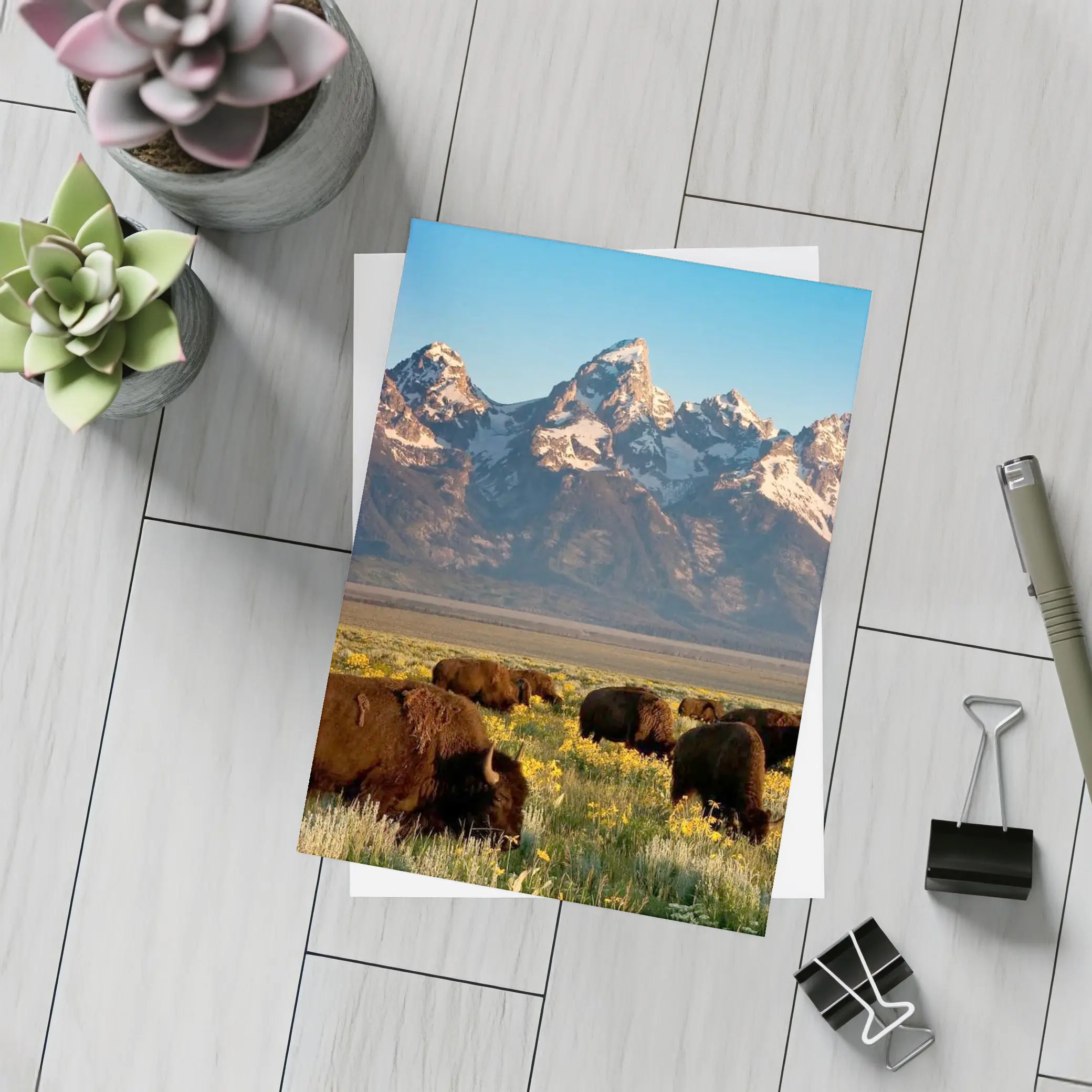 Bison Herd Grazing Grand Teton Mountains – Postcards