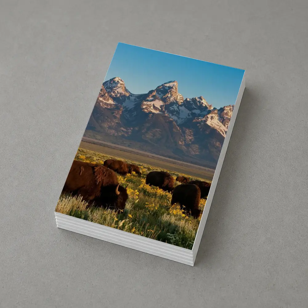 Bison Herd Grazing Grand Teton Mountains – Postcards