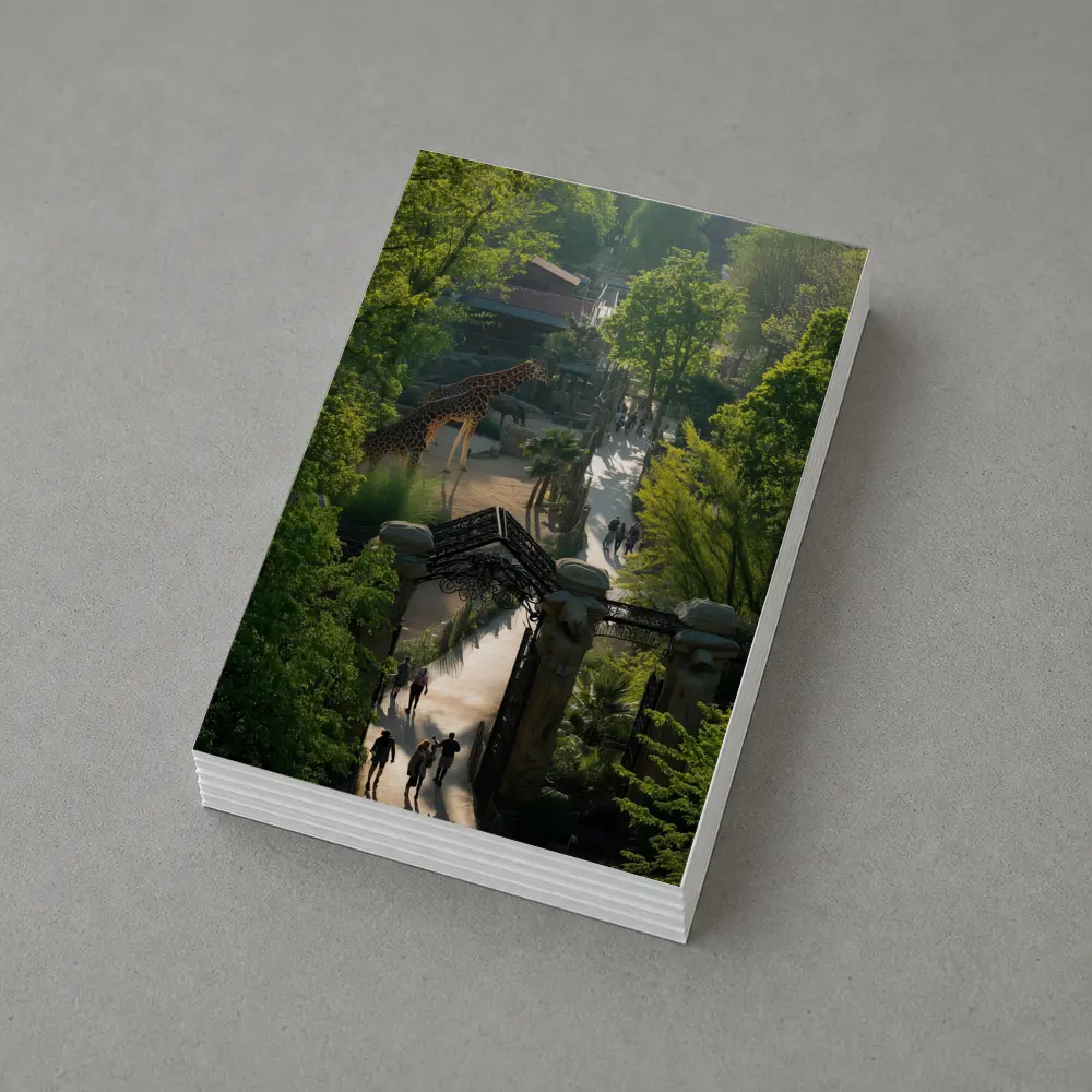 Giraffe At Zoo Gate Green Trees – Postcards