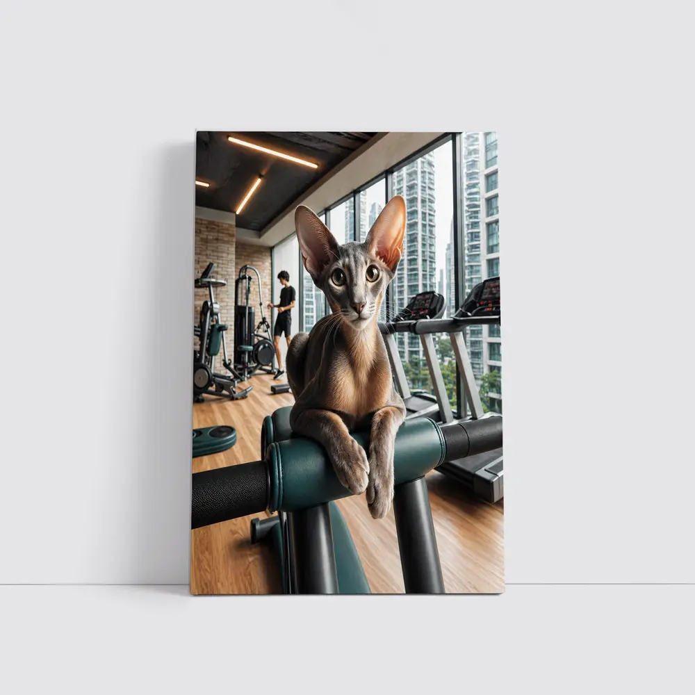 Oriental Shorthair Cat Relaxing in Gym – Wall Art