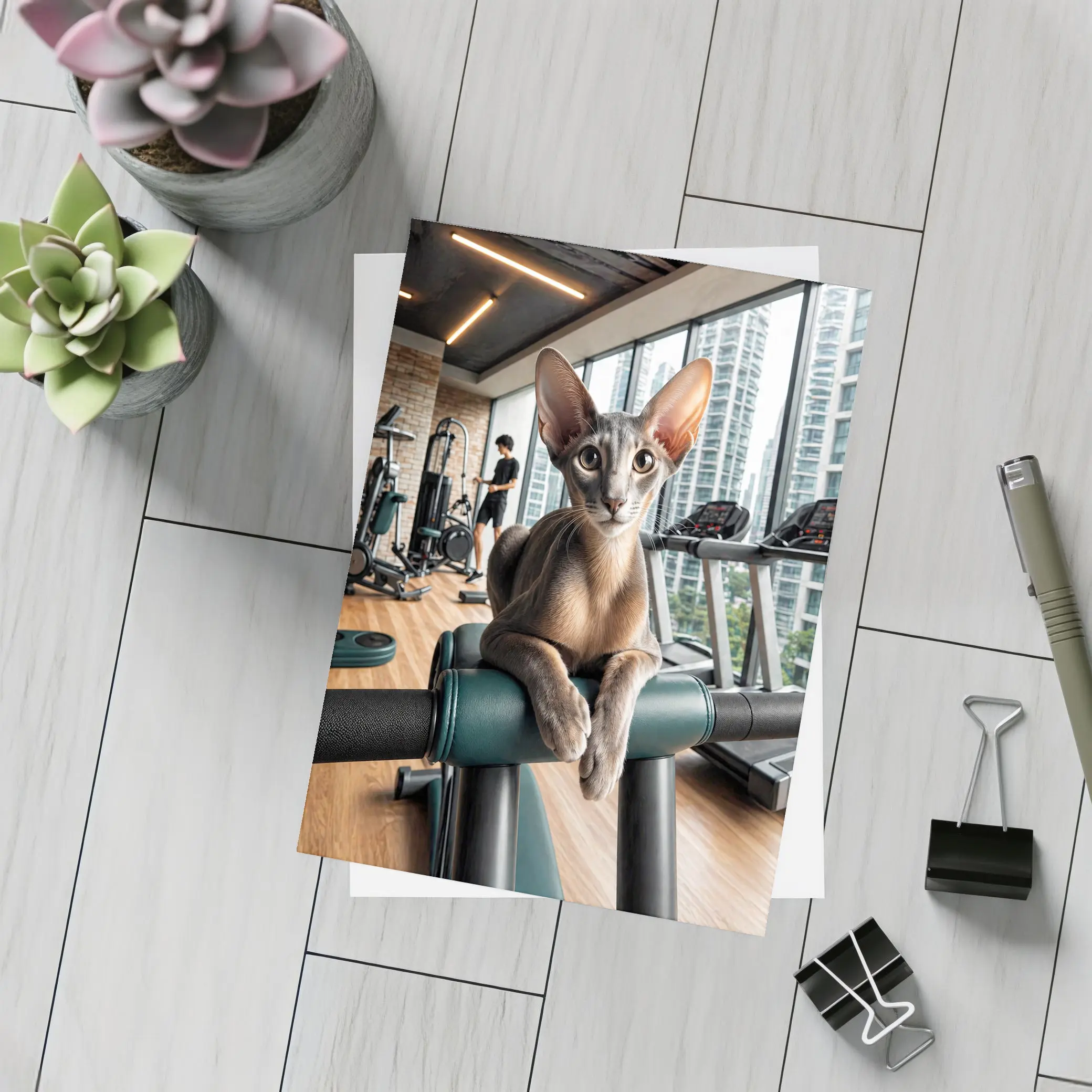 Oriental Shorthair Cat Relaxing in Gym – Postcards