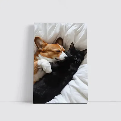 Corgi and Black Cat Cuddling on Bed